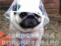 女的沙雕文案，夸美女的沙雕文案