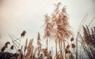 恶搞芦苇视频素材，恶搞芦苇视频素材下载